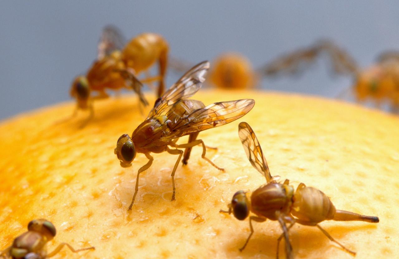 Los insectos ayudan a los científicos a lograr avances médicos