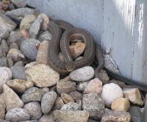 ¿Qué hago si tengo una serpiente en casa?