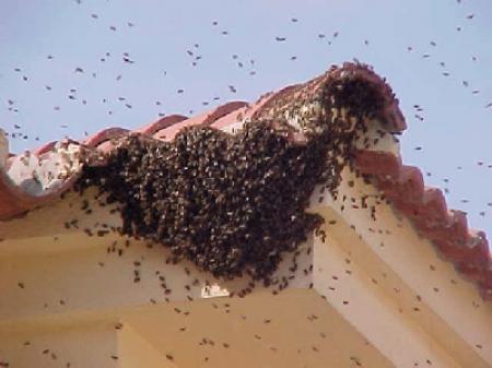 Mucho más que una plaga: El papel de las abejas en el ecosistema