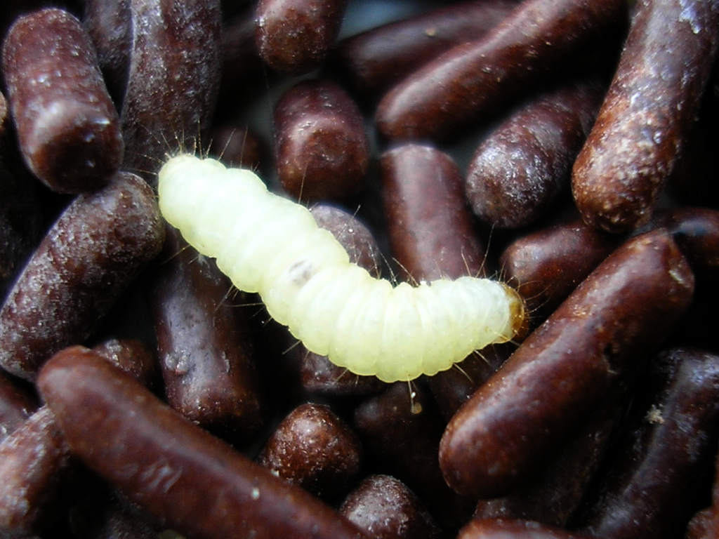 Larva de Plodia interpunctella