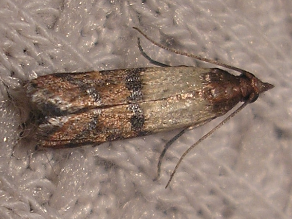 Plodia interpunctella