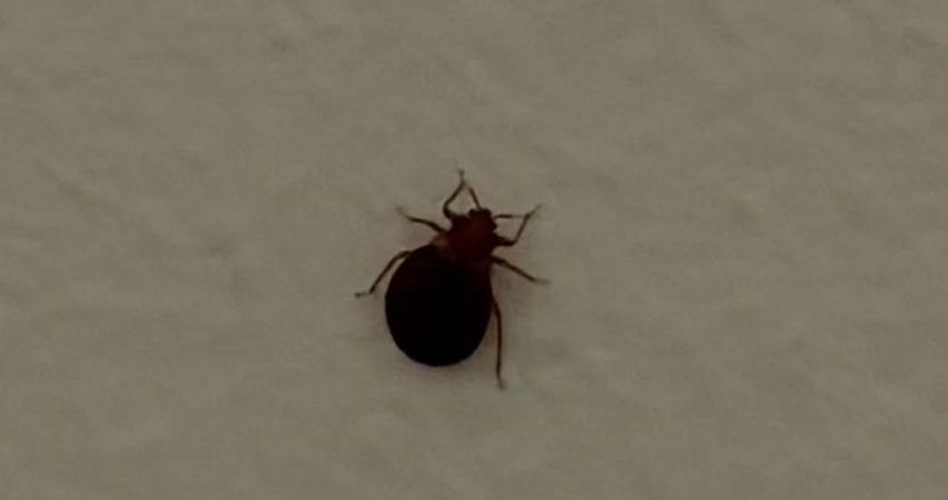 Ejemplar fotografiado en una de las ultimas inspecciones.